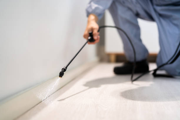 Bed Bug Pre-Treatment Preparation Assessment in Meraux