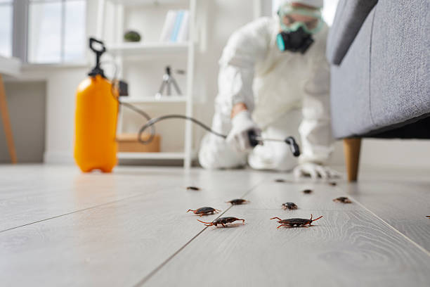 Post-Treatment Bed Bug Interceptor Monitoring in Meraux